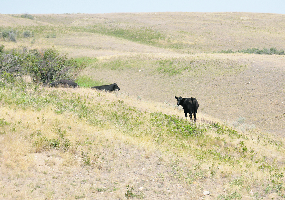 Cattle in a sparse, dry pasture.