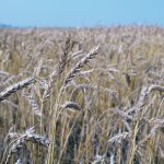A wheat crop looks good near Lanigan, Sask. | Becky Zimmer photo