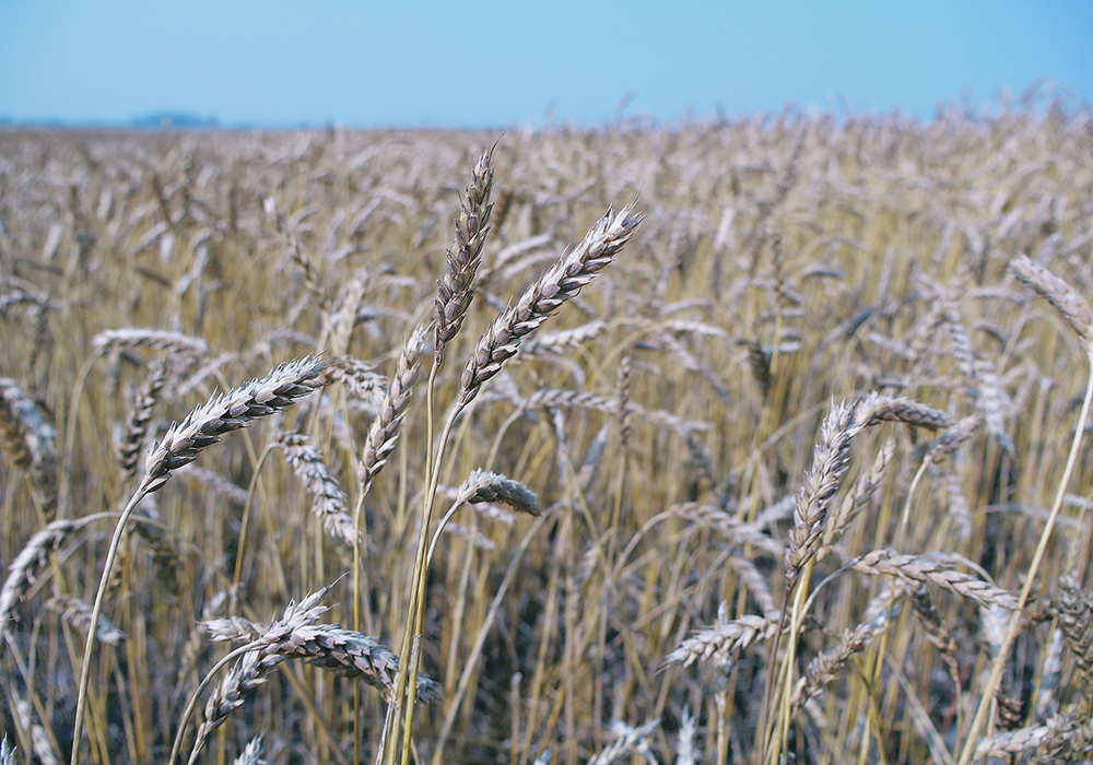 A wheat crop looks good near Lanigan, Sask.  |  Becky Zimmer photo