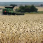 Price premiums for high-quality wheat are widening in the European Union, and good demand for North American spring wheat is expected in that market. | File photo