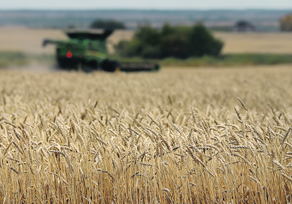 Price premiums for high-quality wheat are widening in the European Union, and good demand for North American spring wheat is expected in that market.  |  File photo