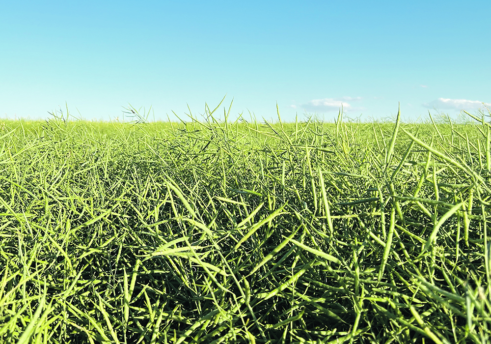 Canola has been staging a rally recently, pulled along by strong soybean oil prices, as prices return to more than $800 per tonne for November following a midsummer slump to $620.  |  Alex McCuaig photo