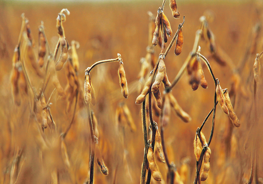Argentina is still recovering from its worst drought in 60 years, with soybean output plummetting 43 percent year-on-year in 2022-23 and corn production falling 31 percent.  |  File photo