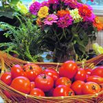 What starts out as a trickle of tomatoes can often end up as a landslide. | Alma Barkman photo