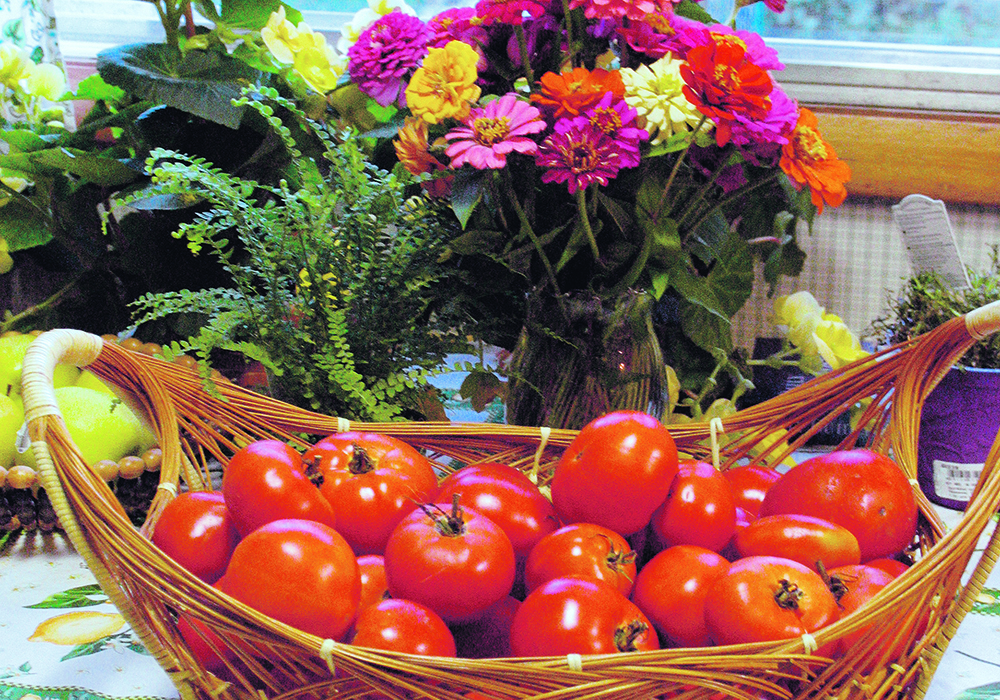 What starts out as a trickle of tomatoes can often end up as a landslide.  |  Alma Barkman photo