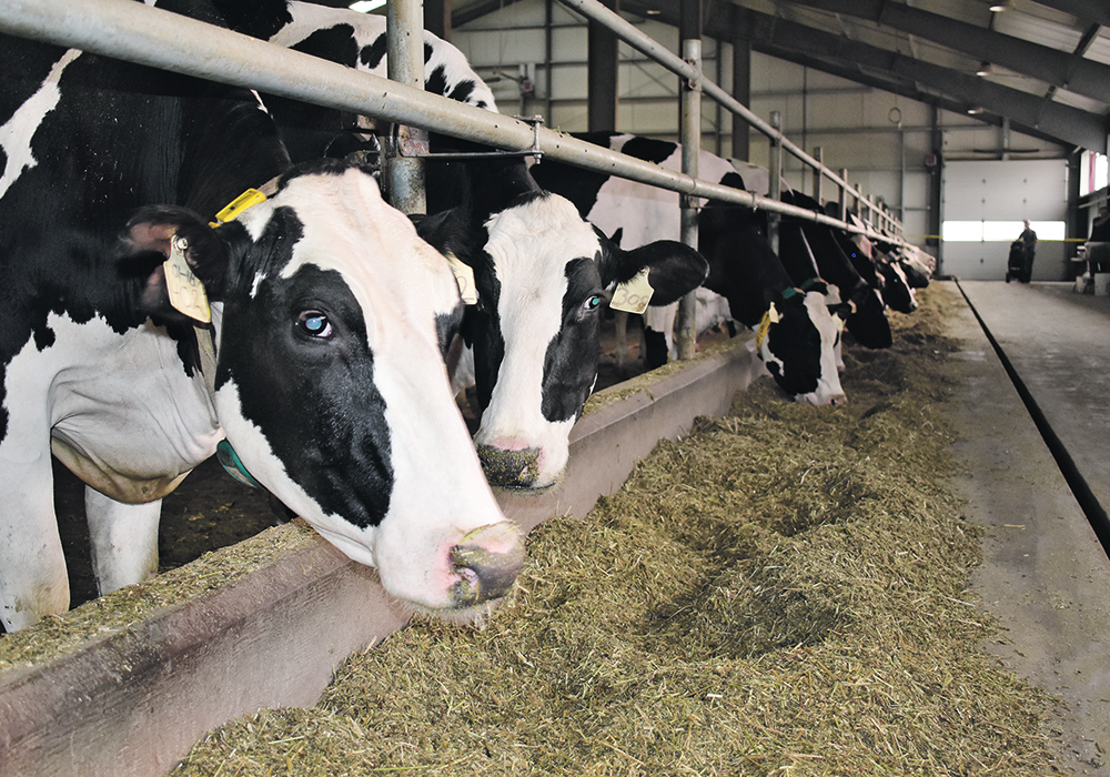British Columbia's dairy farmers have partnered with Food Banks BC to donate about 50,000 kilograms of dairy products and more than $200,000 in cash since 2020. | File photo