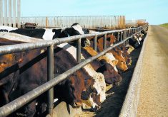 Weighted average steer prices trended steady with scant trade, closing the week at $231.76 per cwt. | File photo