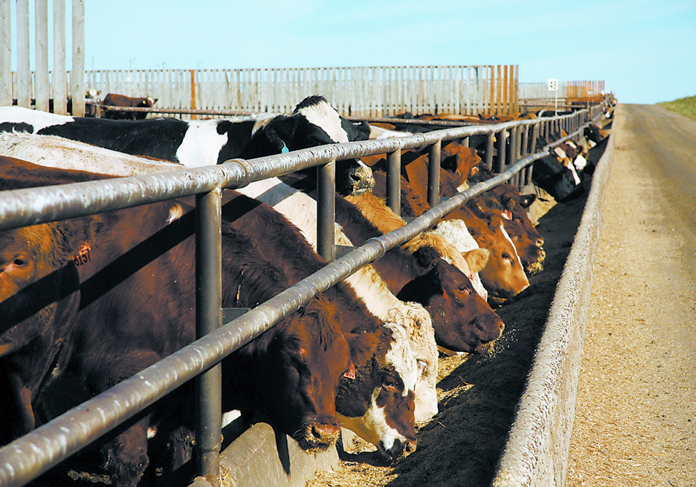 Weighted average steer prices trended steady with scant trade, closing the week at $231.76 per cwt. | File photo