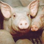 The U.S. pork cutout was $92.22 per hundredweight Aug. 31, down from $93.42 Aug. 25. | File photo