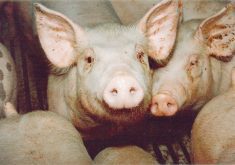 The U.S. pork cutout was $92.22 per hundredweight Aug. 31, down from $93.42 Aug. 25. | File photo