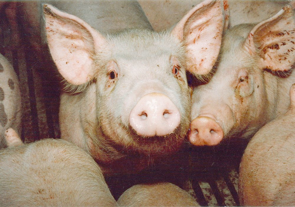 The U.S. pork cutout was $92.22 per hundredweight Aug. 31, down from $93.42 Aug. 25. | File photo