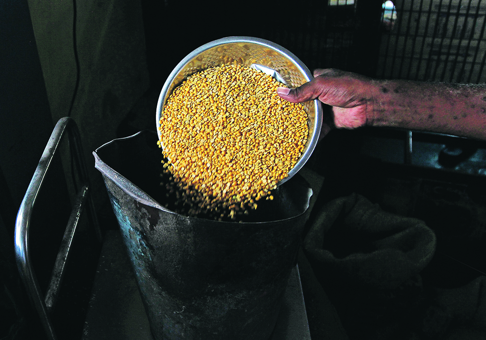 Earlier this year, India extended its lentil import duty exemption through March 31, 2024. | File photo