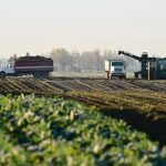 Alberta Sugar Beet Growers executive director Jennifer Crowson expects this year's yields will surpass those in 2022. | File photo
