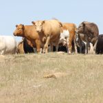 Feed availability is expected to be strained across the West this year as livestock producers between British Columbia and Manitoba struggle to maintain feed crops. | File photo