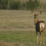 A white-tailed deer looks over its shoulder toward the photographer.