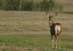 A white-tailed deer looks over its shoulder toward the photographer.