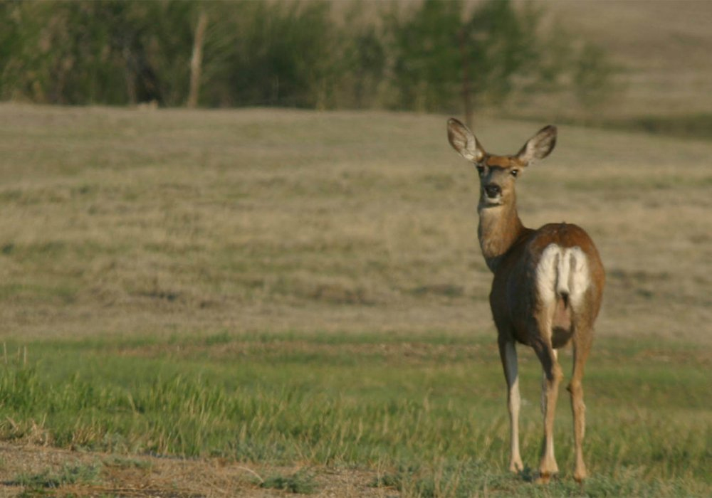 A white-tailed deer looks over its shoulder toward the photographer.