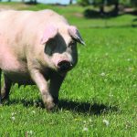 Sow health is the result of dozens or hundreds of factors that result in overall survivability rates. Nutrition, disease, environment, handling, feed, vaccinations, movement and husbandry all affect how well pigs of all ages do within production systems. | Getty Images