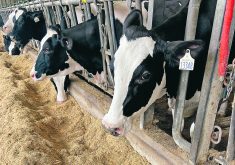 Canada is the first country globally to offer national Holstein evaluations for methane efficiency. |  File photo