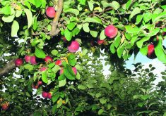 Studies have shown that bending the branches helps the trees provide more nutrients and carbon toward flowering and fruiting rather than toward leaf and branch growth. In rare cases, trees will naturally grow downward, in a phenomenon known as weeping. | File photo