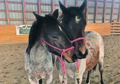 Two young horses nuzzle one another in an indoor arena.