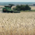 Growers who participate in the Manitoba Crop Alliance’s winter wheat trials will have their production practices examined by crop researchers. | File photo
