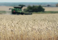 Growers who participate in the Manitoba Crop Alliance’s winter wheat trials will have their production practices examined by crop researchers.  |  File photo