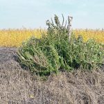 A large waterhemp weed.