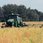 Desiccating yellow peas near Bield, Man.