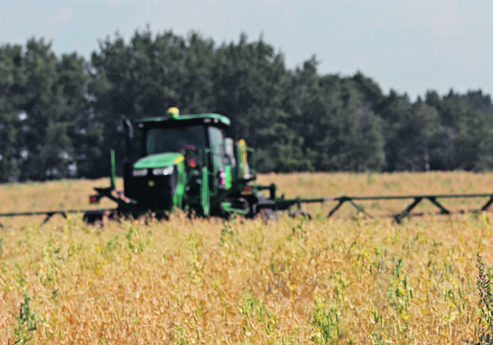 Desiccating yellow peas near Bield, Man.