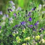 Harvesting forages too early can reduce the fibre in the feed needed to enhance rumen health and produce fat. However, even forage harvested at the right maturity can be low in fibre. | File photo