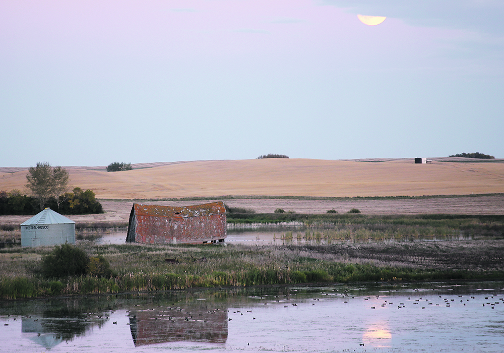 A collapsing, old wooden barn sits next to a steel grain bin on some land surrounded by a slough.