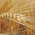 Some African Union countries comprise major markets for Canadian durum wheat among other exports. | File photo