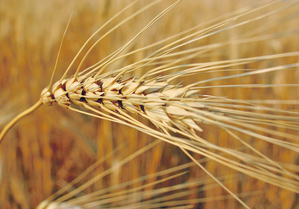 Some African Union countries comprise major markets for Canadian durum wheat among other exports.  |  File photo