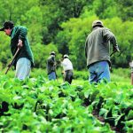 A representative of the United Nations said that Canada’s temporary foreign worker programs are a breeding ground for slavery. However, Canada’s temporary foreign worker programs are highly regulated and provide a pathway for workers to obtain citizenship. | File photo