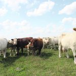 Saskatchewan Cattlemen’s Association chair Keith Day wrote to federal agriculture minister Lawrence MacAulay Sept. 5 to ask Ottawa to help cattle producers facing drought and feed shortages. | File photo
