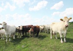 Saskatchewan Cattlemen’s Association chair Keith Day wrote to federal agriculture minister Lawrence MacAulay Sept. 5 to ask Ottawa to help cattle producers facing drought and feed shortages.  |  File photo