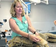University of Calgary vet school instructor Lisa Colangeli says vets and technicians have been under intense stress since the pandemic.  |  Ed White photo