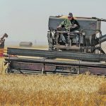 The Canadian Foodgrains Bank harvested the Bear Lake Growing Project in the Peace Country last week using a variety of old and new equipment. | Randy Vanderveen photo