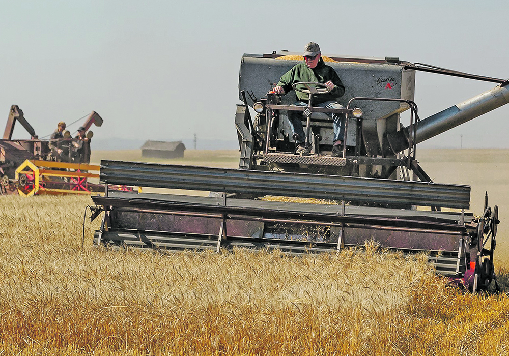 The Canadian Foodgrains Bank harvested the Bear Lake Growing Project in the Peace Country last week using a variety of old and new equipment.  |  Randy Vanderveen photo