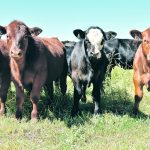 This year, the feed shortage in southwestern Saskatchewan and southern Alberta is raising havoc with profitability. The freight to truck in feed adds tremendous expense. However, in regions where feed is in adequate supply, cow-calf producers are going to have a great year. | File photo
