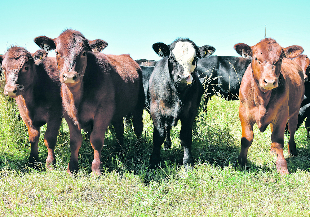 This year, the feed shortage in southwestern Saskatchewan and southern Alberta is raising havoc with profitability. The freight to truck in feed adds tremendous expense. However, in regions where feed is in adequate supply, cow-calf producers are going to have a great year. | File photo