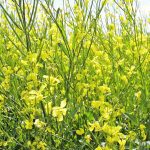 Flowering mustard plants.