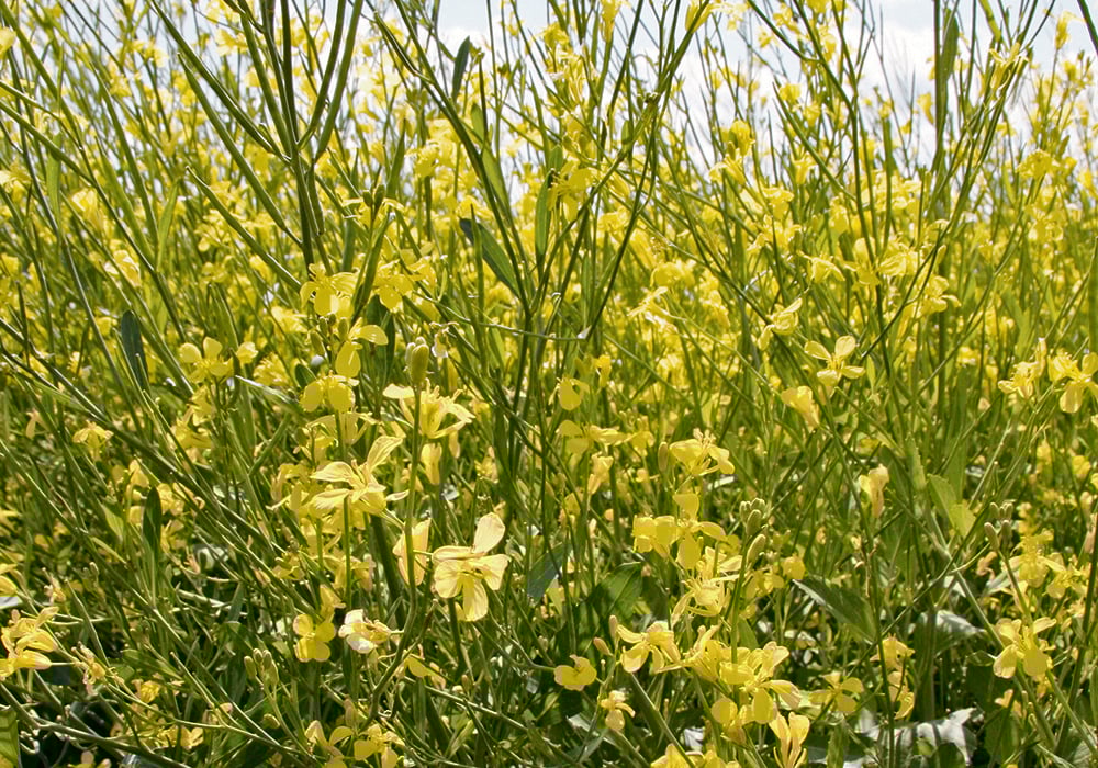 Flowering mustard plants.