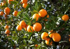 An orange tree loaded with fresh, ripe fruit.