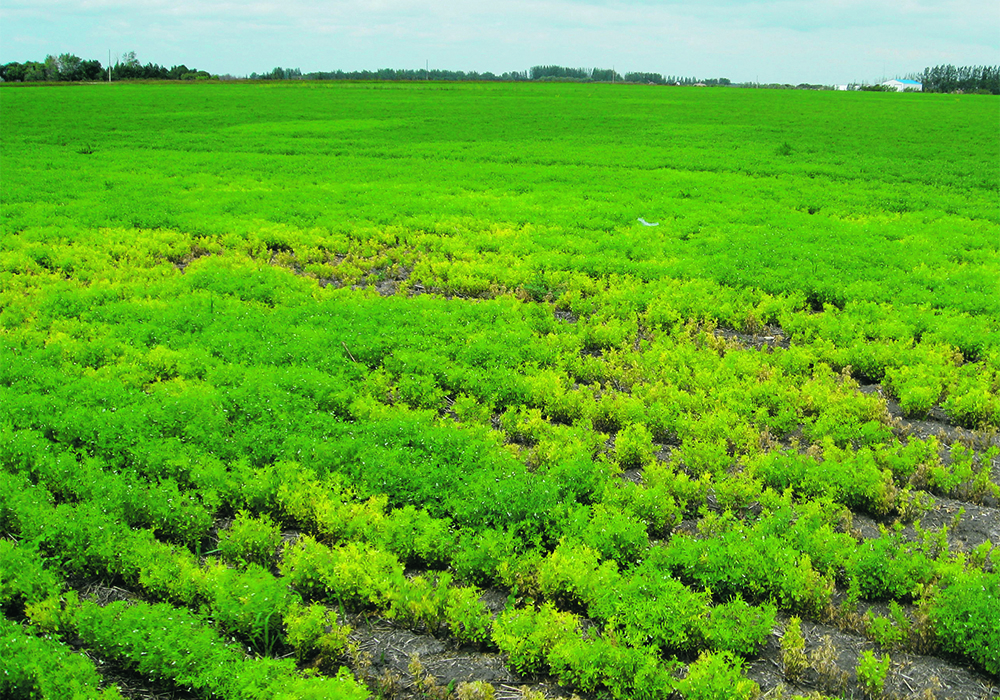 A lentil field with root rot symptoms. It can take 11 to 12 years to come up with a viable new cultivar when working with domesticated and wild varieties. | University of Saskatchewan/Crop Development Centre photo