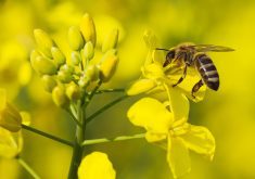 A honeybee lands on a canola flower looking for nectar.