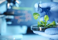 The rubber-gloved hand of a scientist uses tweezers to remove a leaf from a plant growing in a petrie dish in a lab.