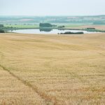 Winter cereals are one of the best risk management tools farms have when dealing with dry times, because they are much better at taking advantage of spring moisture compared to crops planted in the spring. | File photo