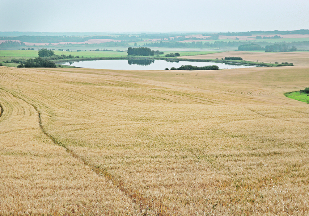 Winter cereals are one of the best risk management tools farms have when dealing with dry times, because they are much better at taking advantage of spring moisture compared to crops planted in the spring.  |  File photo